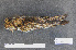  ( - ZMA.AVES.60129)  @11 [ ] CreativeCommons - Attribution Non-Commercial Share-Alike (2013) Unspecified Naturalis Biodiversity Center
