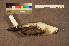  ( - ZMA.AVES.64542)  @11 [ ] CreativeCommons - Attribution Non-Commercial Share-Alike (2013) Unspecified Naturalis Biodiversity Center
