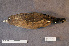  ( - ZMA.AVES.64545)  @11 [ ] CreativeCommons - Attribution Non-Commercial Share-Alike (2013) Unspecified Naturalis Biodiversity Center