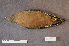  ( - ZMA.AVES.64545)  @11 [ ] CreativeCommons - Attribution Non-Commercial Share-Alike (2013) Unspecified Naturalis Biodiversity Center