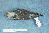  ( - ZMA.AVES.64546)  @11 [ ] CreativeCommons - Attribution Non-Commercial Share-Alike (2013) Unspecified Naturalis Biodiversity Center