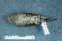  ( - ZMA.AVES.64546)  @11 [ ] CreativeCommons - Attribution Non-Commercial Share-Alike (2013) Unspecified Naturalis Biodiversity Center