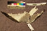  ( - ZMA.AVES.64548)  @11 [ ] CreativeCommons - Attribution Non-Commercial Share-Alike (2013) Unspecified Naturalis Biodiversity Center