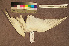  ( - ZMA.AVES.64548)  @11 [ ] CreativeCommons - Attribution Non-Commercial Share-Alike (2013) Unspecified Naturalis Biodiversity Center