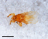  (Trichobius intermedius - SE.2015.1960)  @11 [ ] CreativeCommons  Attribution (by) (2018) Unspecified Naturalis Biodiversity Center