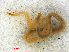  ( - RMNH.CHIL.724)  @11 [ ] CreativeCommons - Attribution Non-Commercial Share-Alike (2013) Unspecified Naturalis Biodiversity Center