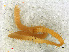  ( - RMNH.CHIL.725)  @11 [ ] CreativeCommons - Attribution Non-Commercial Share-Alike (2013) Unspecified Naturalis Biodiversity Center