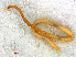  ( - RMNH.CHIL.729)  @11 [ ] CreativeCommons - Attribution Non-Commercial Share-Alike (2013) Unspecified Naturalis Biodiversity Center