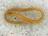  ( - RMNH.CHIL.730)  @11 [ ] CreativeCommons - Attribution Non-Commercial Share-Alike (2013) Unspecified Naturalis Biodiversity Center