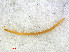  ( - RMNH.CHIL.731)  @11 [ ] CreativeCommons - Attribution Non-Commercial Share-Alike (2013) Unspecified Naturalis Biodiversity Center