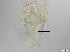  ( - RMNH.5091535)  @11 [ ] CreativeCommons - Attribution Non-Commercial Share-Alike (2018) Unspecified Naturalis Biodiversity Center