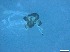  ( - RMNH.5091543)  @11 [ ] CreativeCommons - Attribution Non-Commercial Share-Alike (2018) Unspecified Naturalis Biodiversity Center