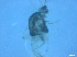  (Tanytarsus sylvaticus - RMNH.5091544)  @11 [ ] CreativeCommons - Attribution Non-Commercial Share-Alike (2018) Unspecified Naturalis Biodiversity Center