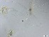  ( - RMNH.5091548)  @11 [ ] CreativeCommons - Attribution Non-Commercial Share-Alike (2018) Unspecified Naturalis Biodiversity Center