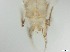  ( - RMNH.5091549)  @11 [ ] CreativeCommons - Attribution Non-Commercial Share-Alike (2018) Unspecified Naturalis Biodiversity Center