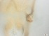  (Neozavrelia sp - RMNH.5091549)  @11 [ ] CreativeCommons - Attribution Non-Commercial Share-Alike (2018) Unspecified Naturalis Biodiversity Center