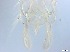  ( - RMNH.5091550)  @11 [ ] CreativeCommons - Attribution Non-Commercial Share-Alike (2018) Unspecified Naturalis Biodiversity Center
