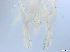  ( - RMNH.5091550)  @11 [ ] CreativeCommons - Attribution Non-Commercial Share-Alike (2018) Unspecified Naturalis Biodiversity Center