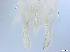  ( - RMNH.5091550)  @11 [ ] CreativeCommons - Attribution Non-Commercial Share-Alike (2018) Unspecified Naturalis Biodiversity Center
