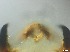  ( - RMNH.5091556)  @11 [ ] CreativeCommons - Attribution Non-Commercial Share-Alike (2018) Unspecified Naturalis Biodiversity Center