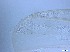  ( - RMNH.5091558)  @11 [ ] CreativeCommons - Attribution Non-Commercial Share-Alike (2018) Unspecified Naturalis Biodiversity Center