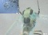  ( - RMNH.5091558)  @11 [ ] CreativeCommons - Attribution Non-Commercial Share-Alike (2018) Unspecified Naturalis Biodiversity Center