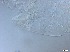  ( - RMNH.5091560)  @11 [ ] CreativeCommons - Attribution Non-Commercial Share-Alike (2018) Unspecified Naturalis Biodiversity Center