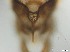  ( - RMNH.5091569)  @11 [ ] CreativeCommons - Attribution Non-Commercial Share-Alike (2018) Unspecified Naturalis Biodiversity Center
