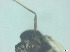 ( - RMNH.5091569)  @11 [ ] CreativeCommons - Attribution Non-Commercial Share-Alike (2018) Unspecified Naturalis Biodiversity Center