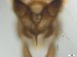  ( - RMNH.5091569)  @11 [ ] CreativeCommons - Attribution Non-Commercial Share-Alike (2018) Unspecified Naturalis Biodiversity Center