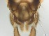  ( - RMNH.5091569)  @11 [ ] CreativeCommons - Attribution Non-Commercial Share-Alike (2018) Unspecified Naturalis Biodiversity Center