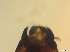  (Cardiocladius sp - RMNH.5091572)  @11 [ ] CreativeCommons - Attribution Non-Commercial Share-Alike (2018) Unspecified Naturalis Biodiversity Center