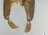 ( - RMNH.5091577)  @11 [ ] CreativeCommons - Attribution Non-Commercial Share-Alike (2018) Unspecified Naturalis Biodiversity Center