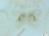  ( - RMNH.5091581)  @11 [ ] CreativeCommons - Attribution Non-Commercial Share-Alike (2018) Unspecified Naturalis Biodiversity Center