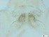  ( - RMNH.5091581)  @11 [ ] CreativeCommons - Attribution Non-Commercial Share-Alike (2018) Unspecified Naturalis Biodiversity Center
