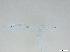  ( - RMNH.5091581)  @11 [ ] CreativeCommons - Attribution Non-Commercial Share-Alike (2018) Unspecified Naturalis Biodiversity Center