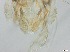  ( - RMNH.5091582)  @11 [ ] CreativeCommons - Attribution Non-Commercial Share-Alike (2018) Unspecified Naturalis Biodiversity Center