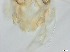  ( - RMNH.5091582)  @11 [ ] CreativeCommons - Attribution Non-Commercial Share-Alike (2018) Unspecified Naturalis Biodiversity Center