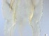  ( - RMNH.5091583)  @11 [ ] CreativeCommons - Attribution Non-Commercial Share-Alike (2018) Unspecified Naturalis Biodiversity Center
