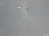  ( - RMNH.5091583)  @11 [ ] CreativeCommons - Attribution Non-Commercial Share-Alike (2018) Unspecified Naturalis Biodiversity Center