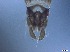  ( - RMNH.5091584)  @11 [ ] CreativeCommons - Attribution Non-Commercial Share-Alike (2018) Unspecified Naturalis Biodiversity Center