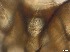  ( - RMNH.5091585)  @11 [ ] CreativeCommons - Attribution Non-Commercial Share-Alike (2018) Unspecified Naturalis Biodiversity Center