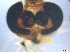  ( - RMNH.5091585)  @11 [ ] CreativeCommons - Attribution Non-Commercial Share-Alike (2018) Unspecified Naturalis Biodiversity Center