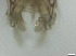  ( - RMNH.5091592)  @11 [ ] CreativeCommons - Attribution Non-Commercial Share-Alike (2018) Unspecified Naturalis Biodiversity Center