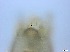  ( - RMNH.5091596)  @11 [ ] CreativeCommons - Attribution Non-Commercial Share-Alike (2018) Unspecified Naturalis Biodiversity Center
