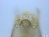  ( - RMNH.5091596)  @11 [ ] CreativeCommons - Attribution Non-Commercial Share-Alike (2018) Unspecified Naturalis Biodiversity Center