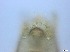  ( - RMNH.5091596)  @11 [ ] CreativeCommons - Attribution Non-Commercial Share-Alike (2018) Unspecified Naturalis Biodiversity Center