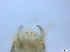  ( - RMNH.5091596)  @11 [ ] CreativeCommons - Attribution Non-Commercial Share-Alike (2018) Unspecified Naturalis Biodiversity Center
