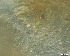  ( - RMNH.5091603)  @11 [ ] CreativeCommons - Attribution Non-Commercial Share-Alike (2018) Unspecified Naturalis Biodiversity Center