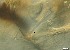  ( - RMNH.5091603)  @11 [ ] CreativeCommons - Attribution Non-Commercial Share-Alike (2018) Unspecified Naturalis Biodiversity Center